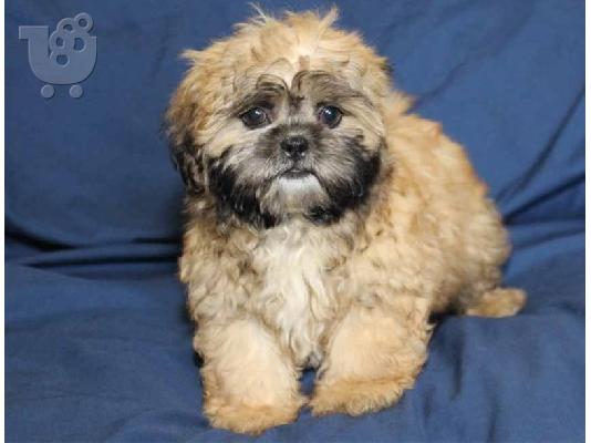 PoulaTo: Τα χαριτωμένα κουτάβια Shih Tzu είναι διαθέσιμα τώρα για υιοθεσία